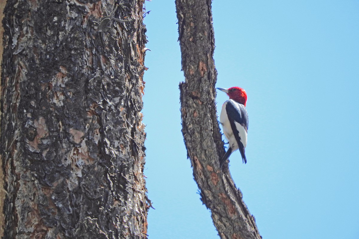 Red-headed Woodpecker - ML586080651