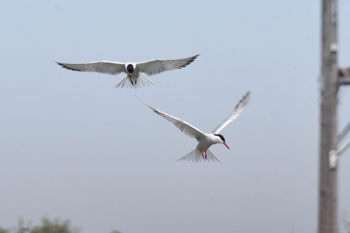 Common Tern - Andrea Heine
