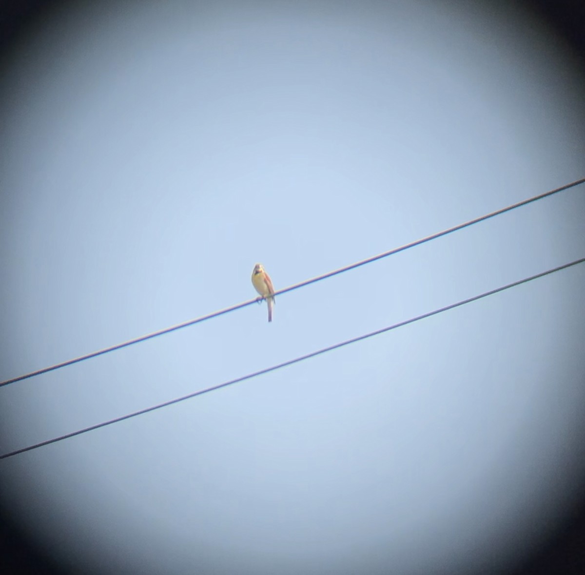 Dickcissel - ML586085881