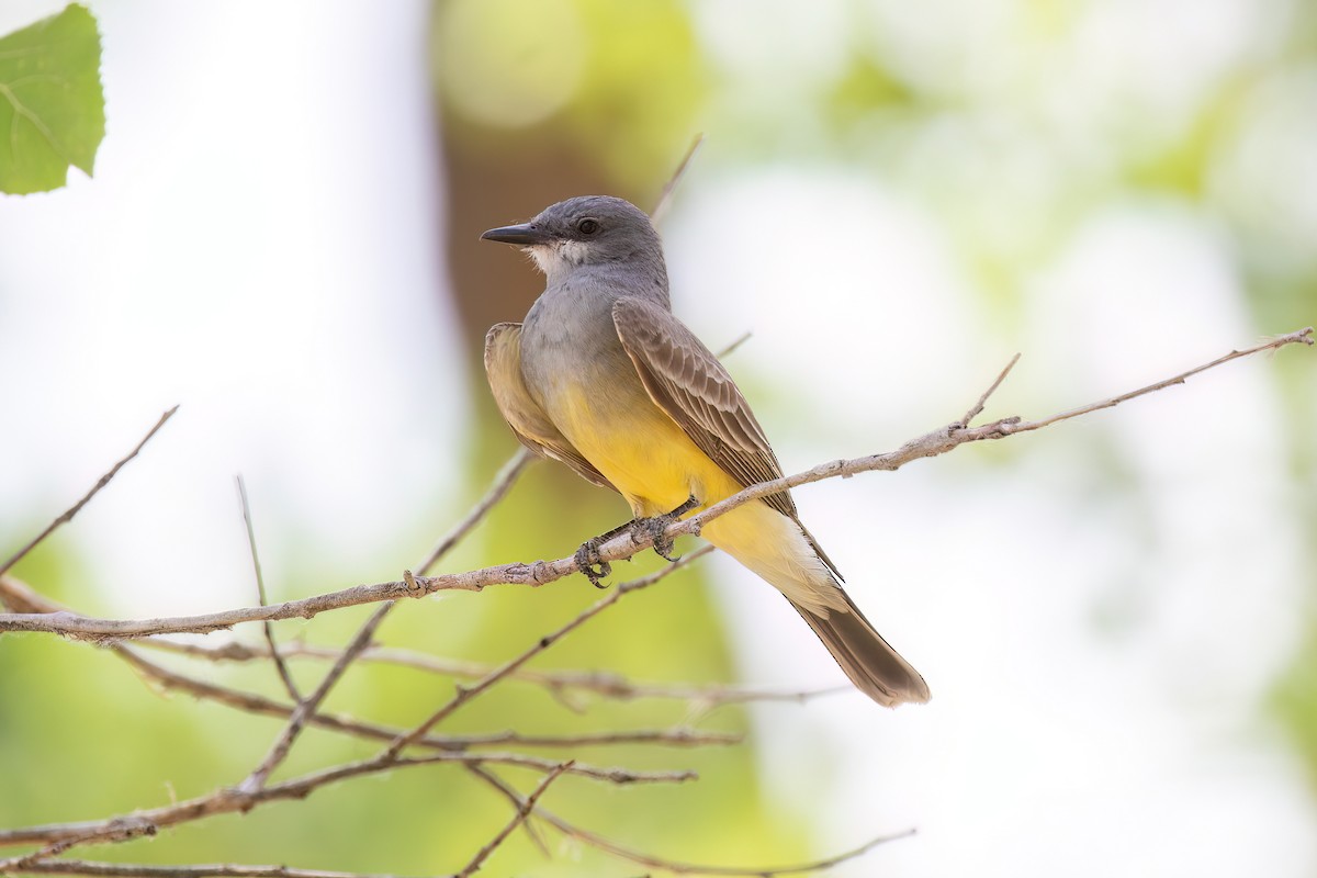 Cassin's Kingbird - Joshua Stacy