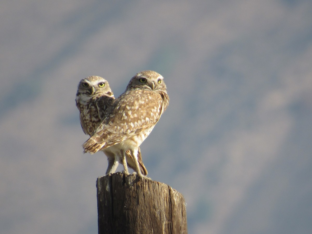 Burrowing Owl - ML586086971