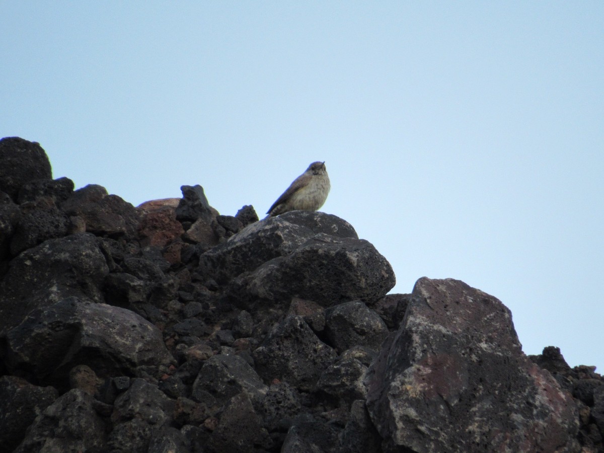 Rock Wren - ML586087151