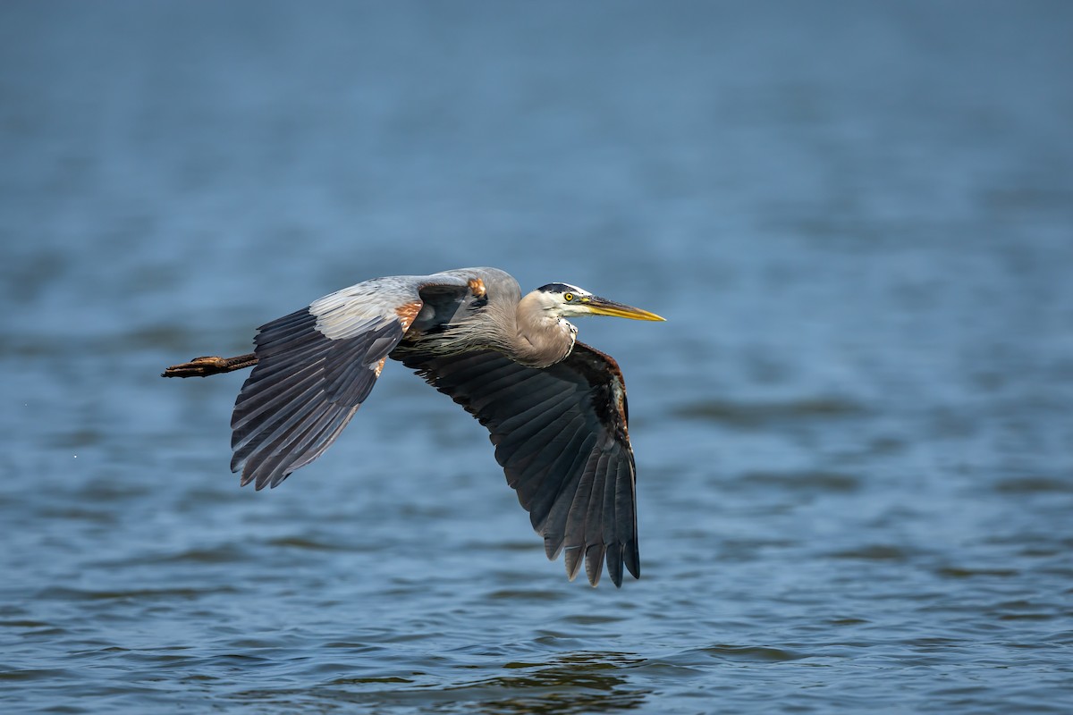 Great Blue Heron - ML586087281