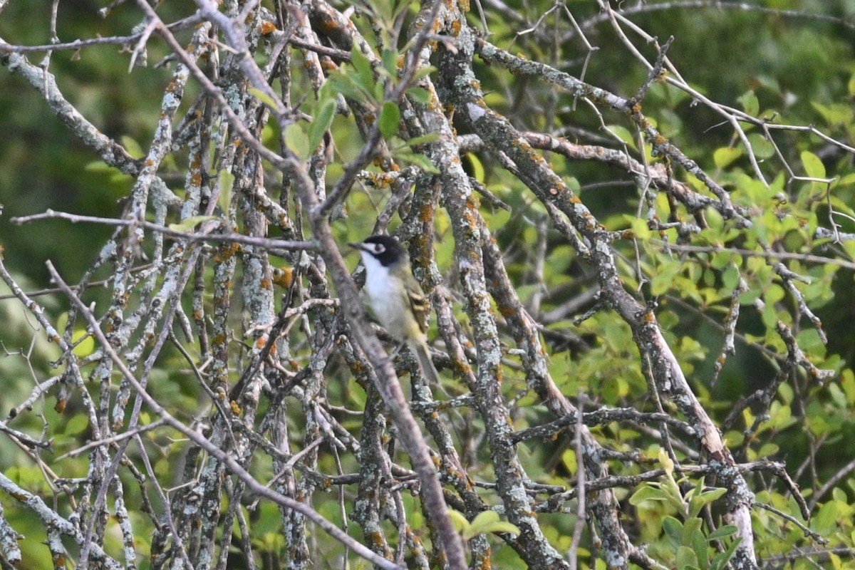 Black-capped Vireo - ML586087631