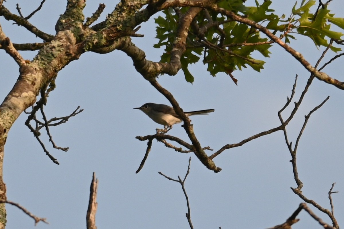 Blue-gray Gnatcatcher - ML586087671