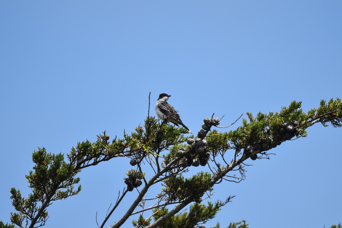 Eastern Kingbird - ML586089441