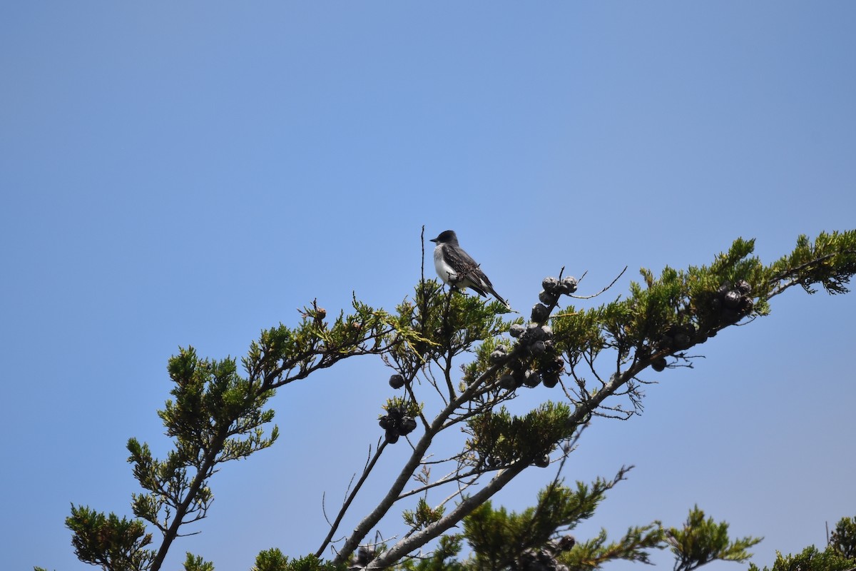 Eastern Kingbird - ML586089451