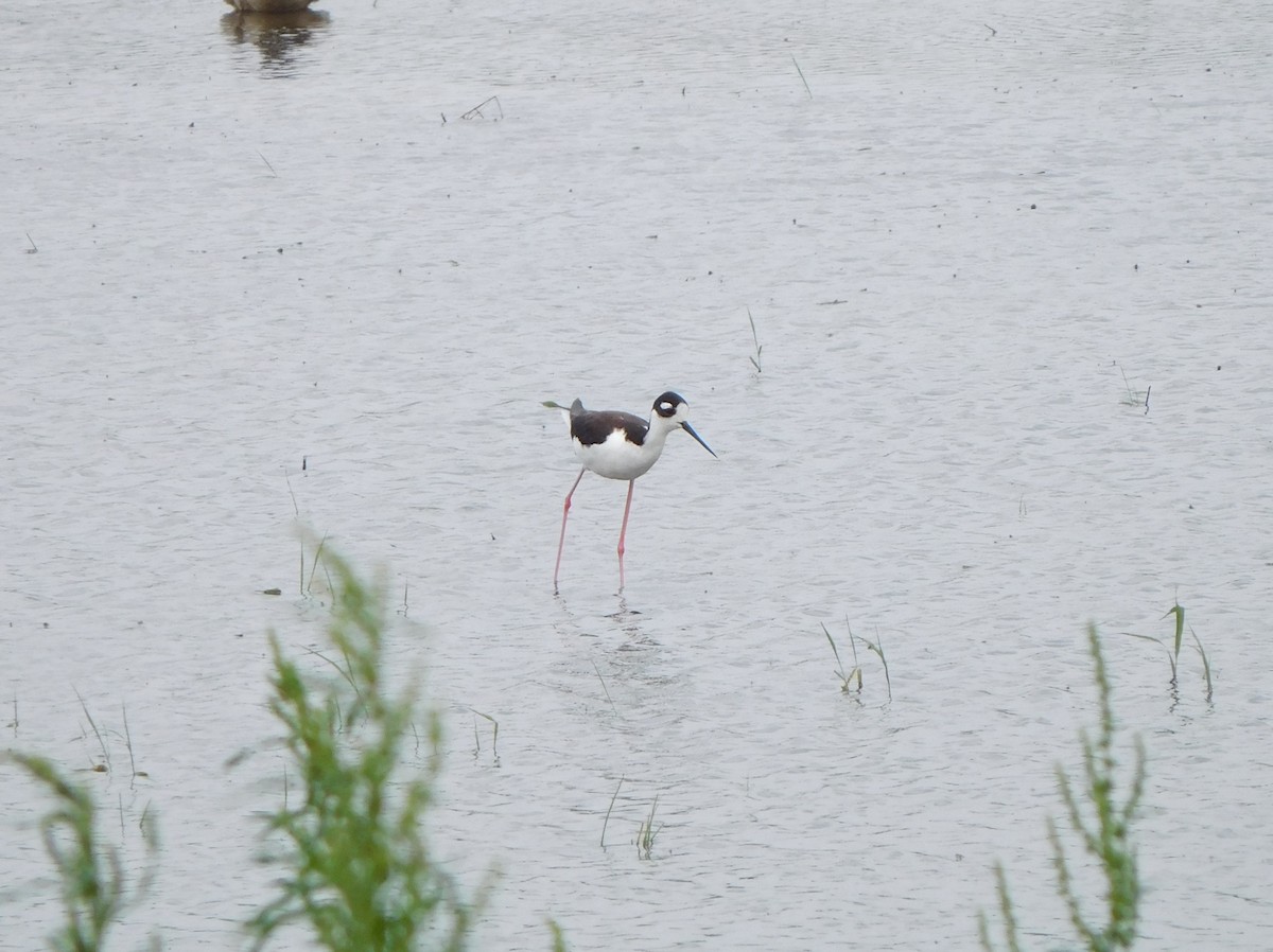 Black-necked Stilt - ML58608951