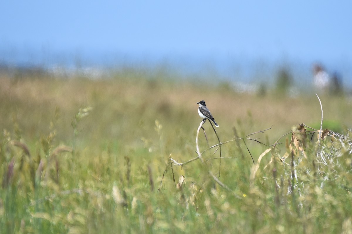 Eastern Kingbird - ML586089641