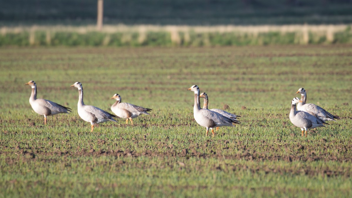 Bar-headed Goose - ML586089701