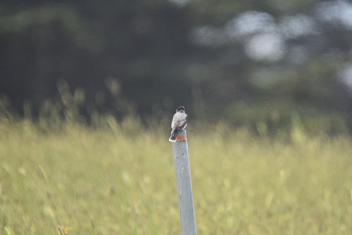 Eastern Kingbird - ML586089891