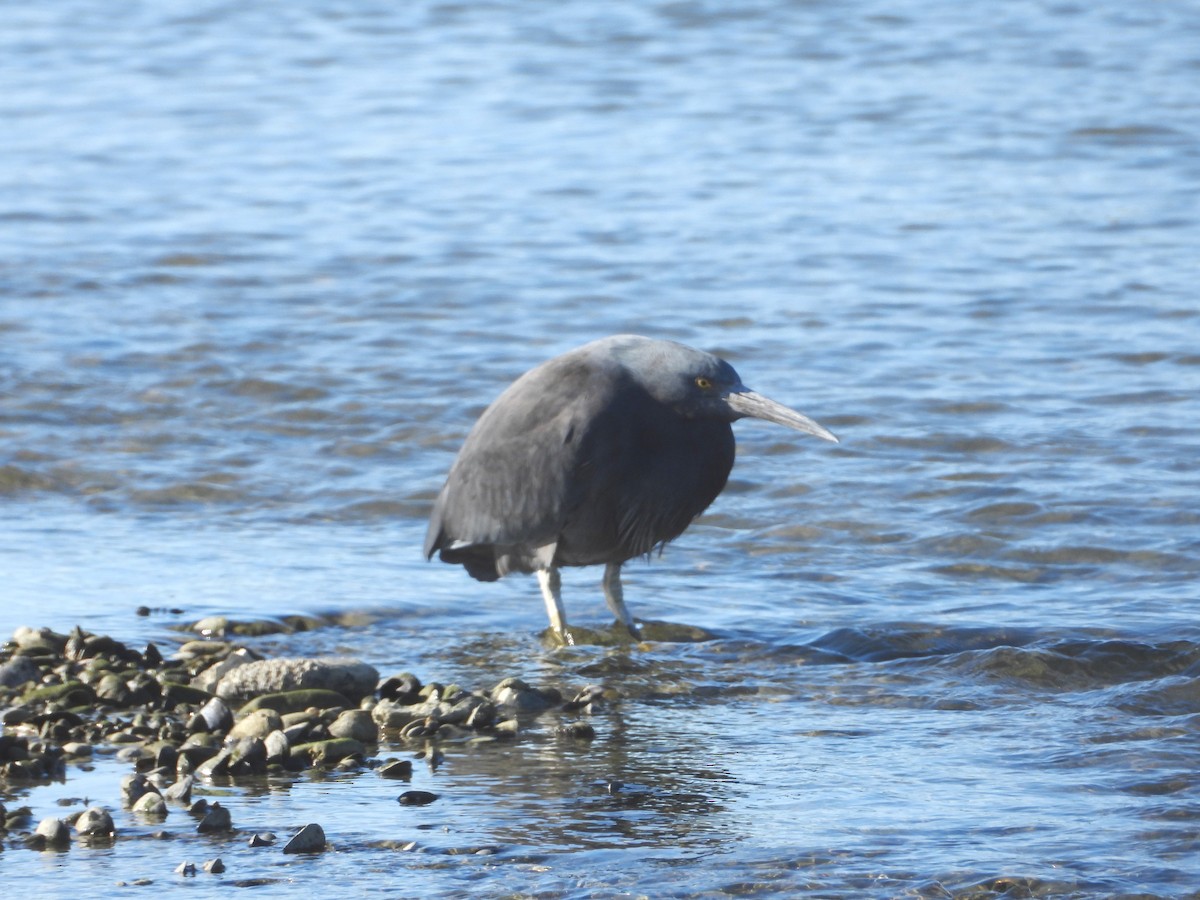 Pacific Reef-Heron - ML586090711