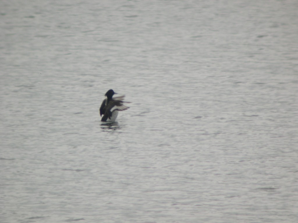 Tufted Duck - ML586090771