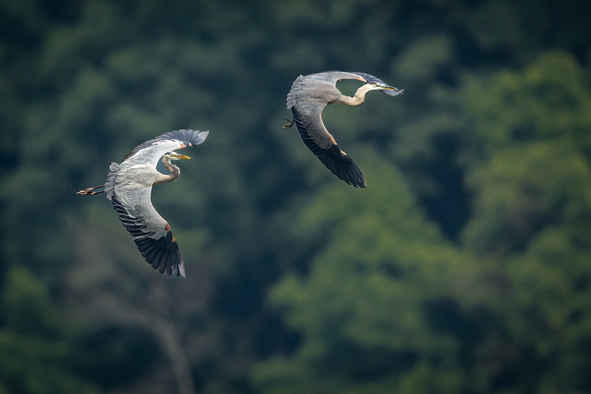 Great Blue Heron - Renee Sparks