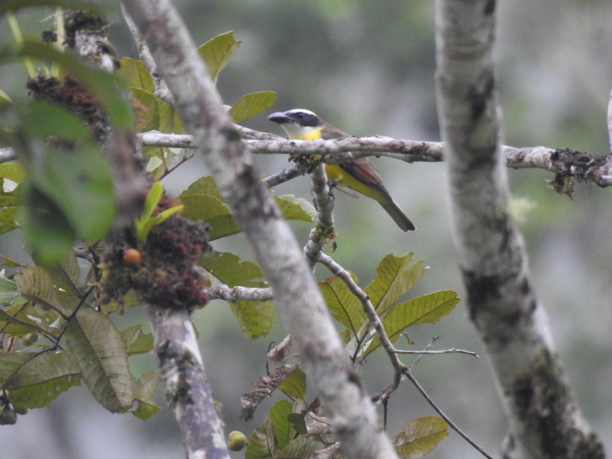 Boat-billed Flycatcher - ML586092201