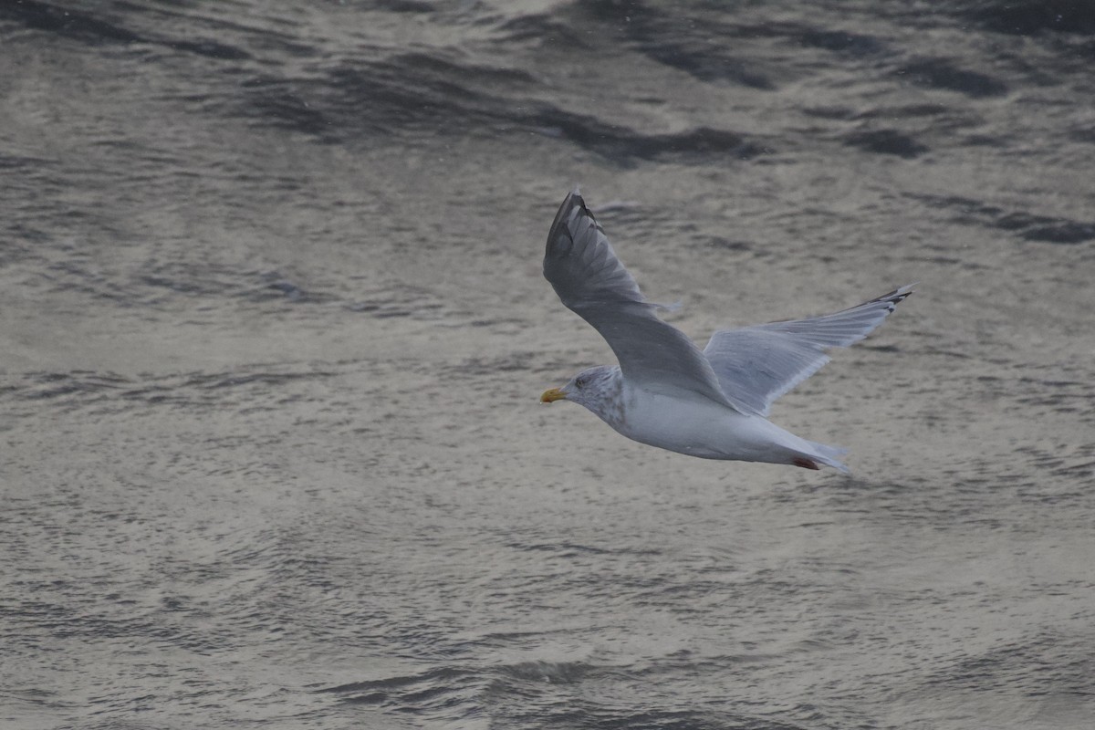 Herring x Glaucous Gull (hybrid) - ML586092251