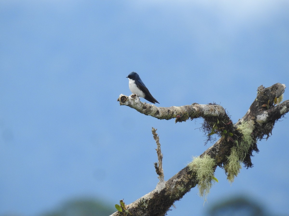 Blue-and-white Swallow - ML586092551