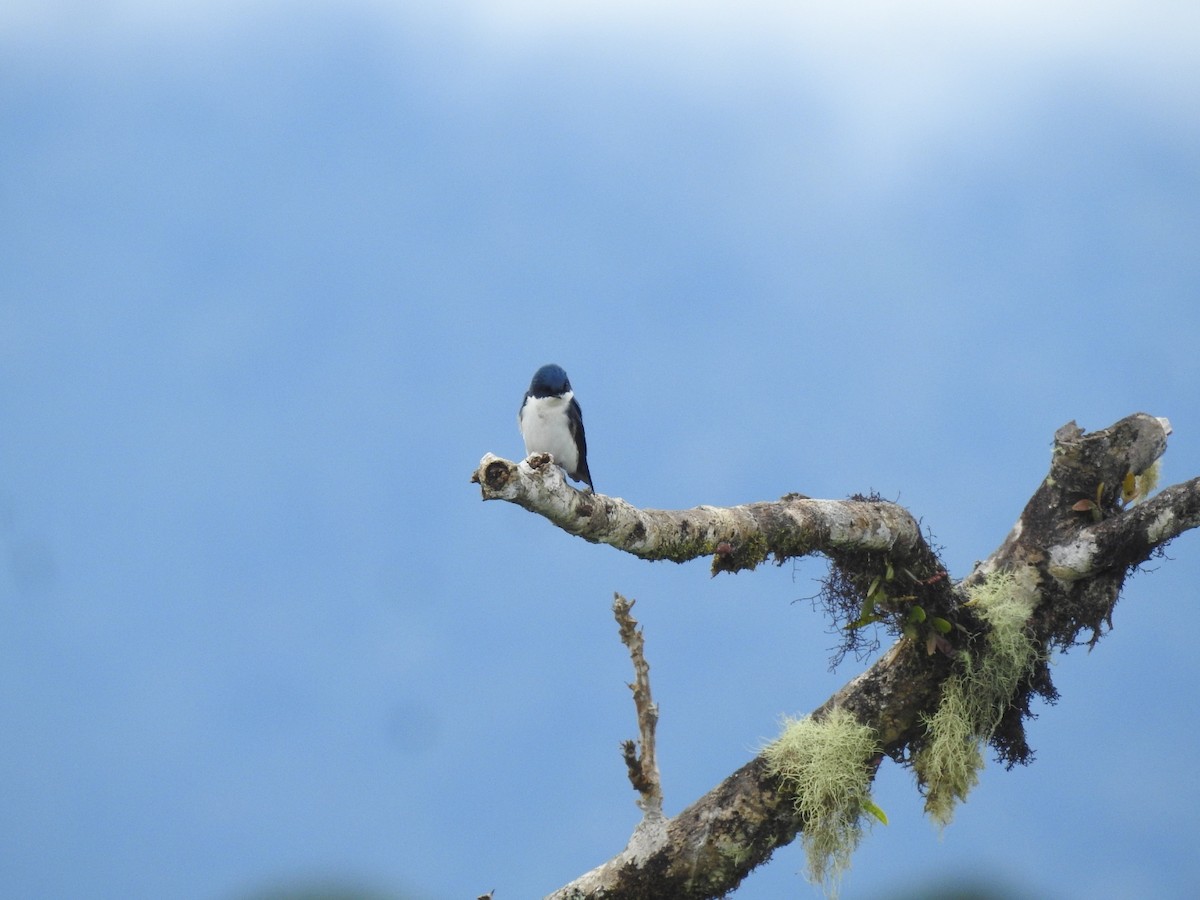 Blue-and-white Swallow - ML586092561
