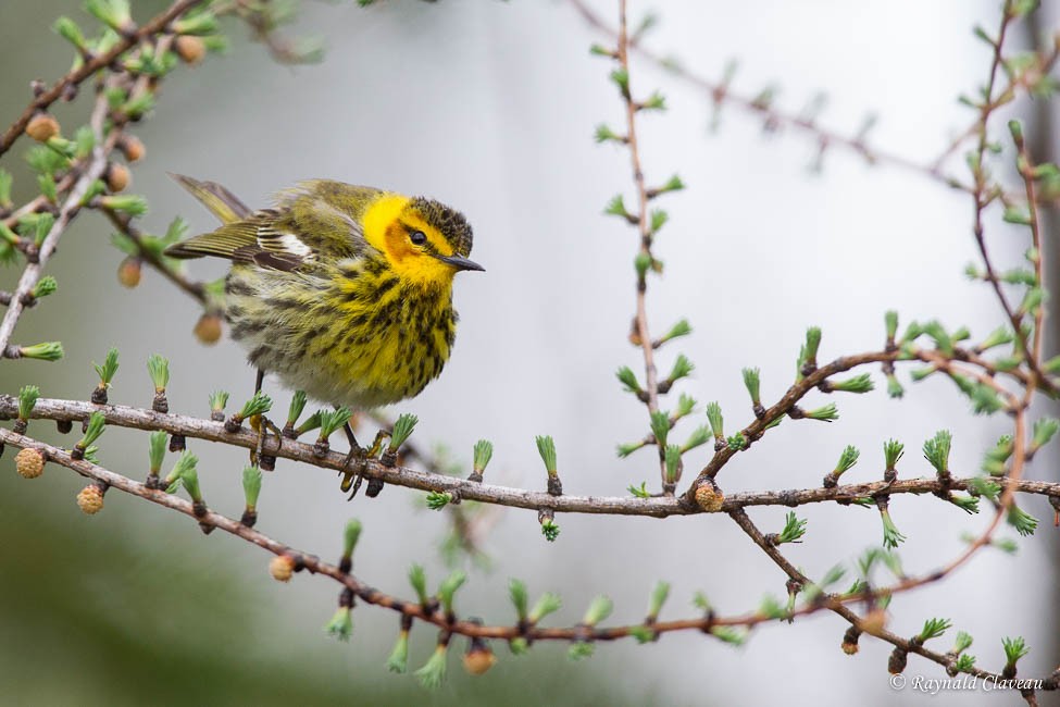 Cape May Warbler - Raynald Claveau
