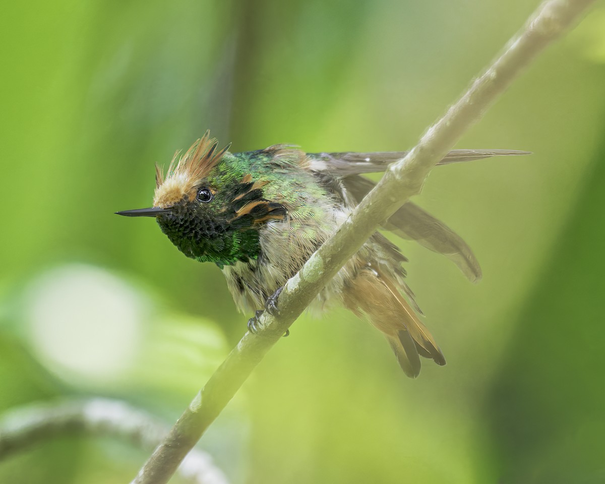 Short-crested Coquette - Anthony Lujan