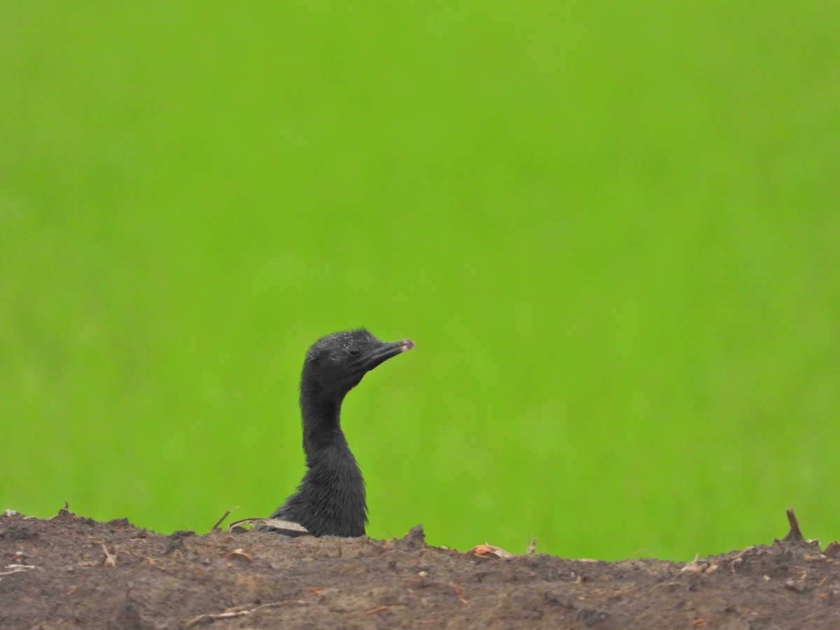 Little Cormorant - ML586093411