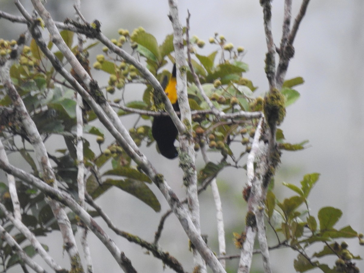 Yellow-rumped Cacique - ML586094391