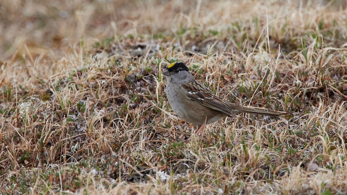 Golden-crowned Sparrow - Karen Fung