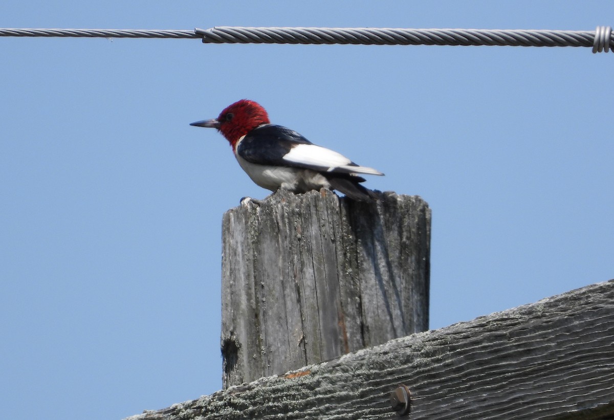 Red-headed Woodpecker - ML586094961