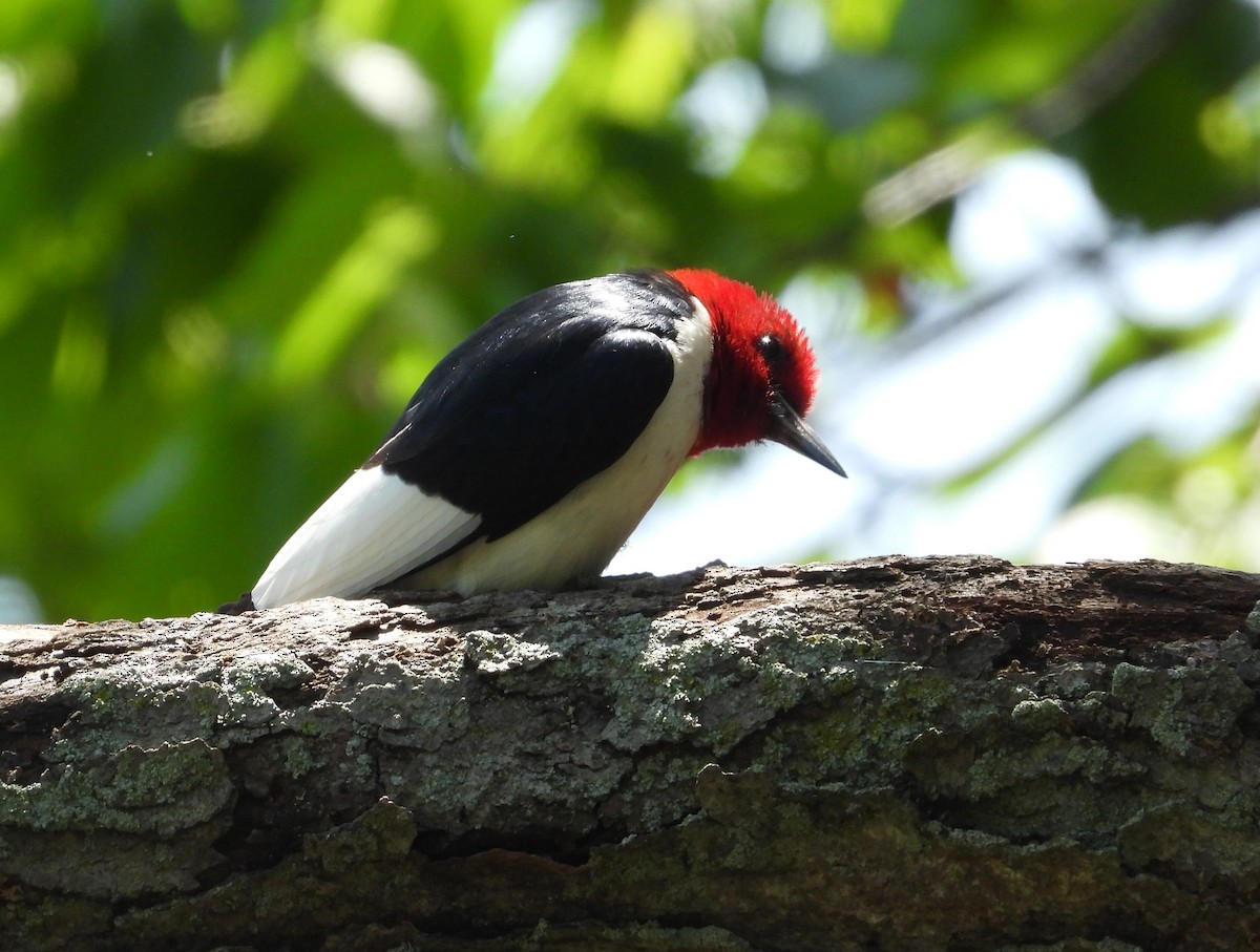 Red-headed Woodpecker - ML586094971