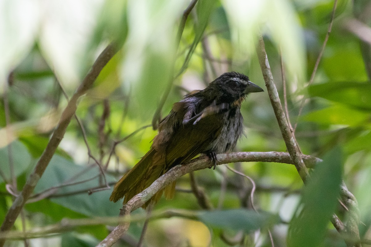 Buff-throated Saltator - ML586095281