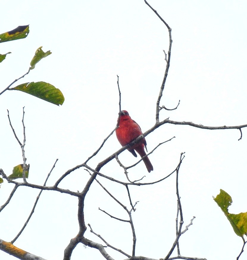 Hepatic Tanager - ML586095411