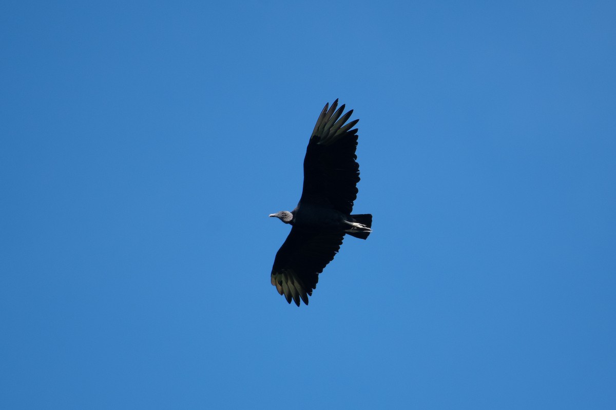 Black Vulture - Court Harding