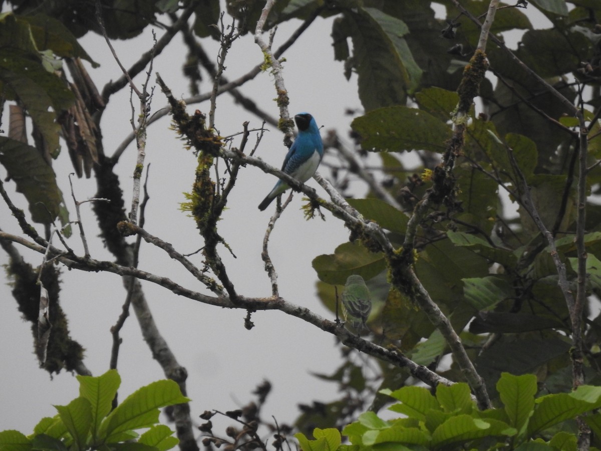 Swallow Tanager - ML586096681