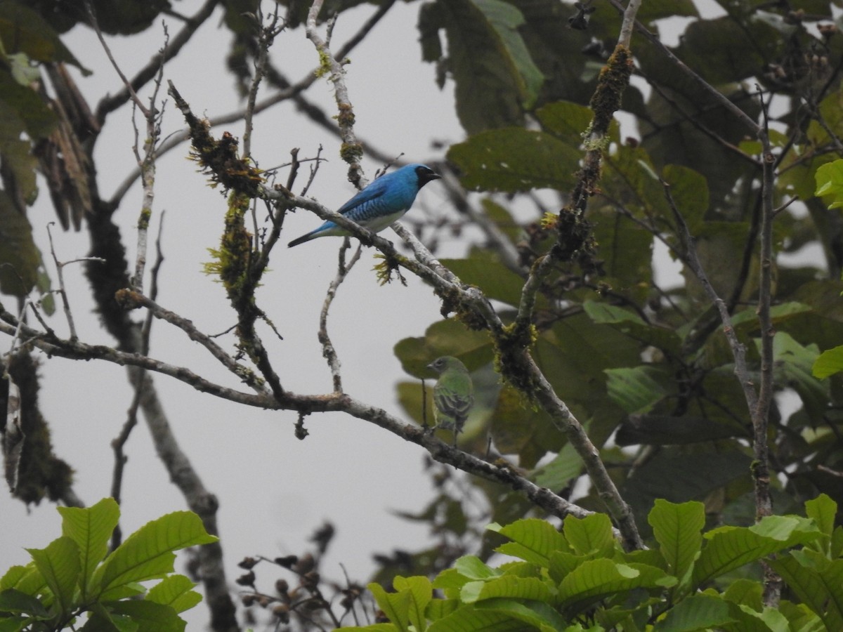 Swallow Tanager - ML586096691