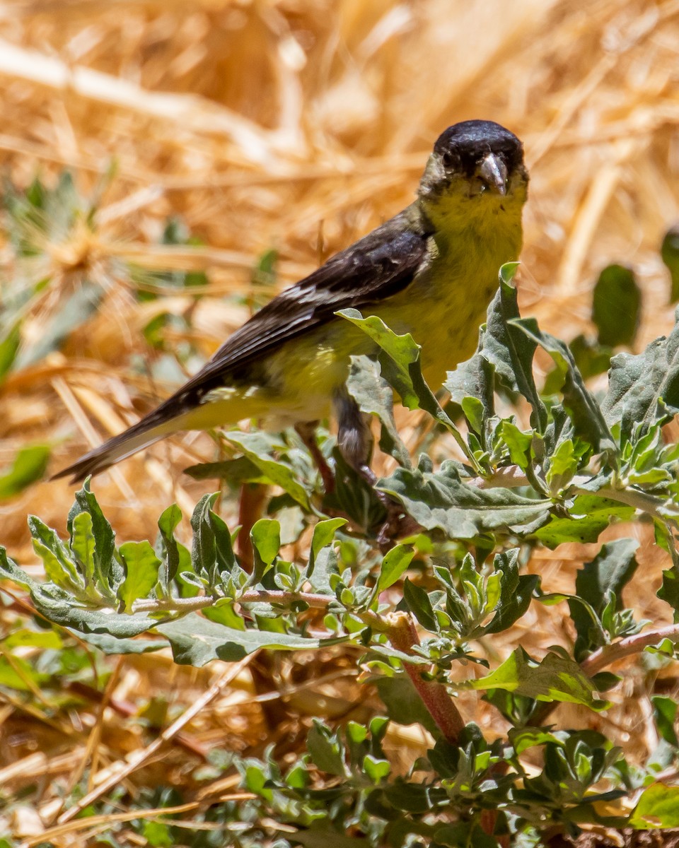 Lesser Goldfinch - ML586096891