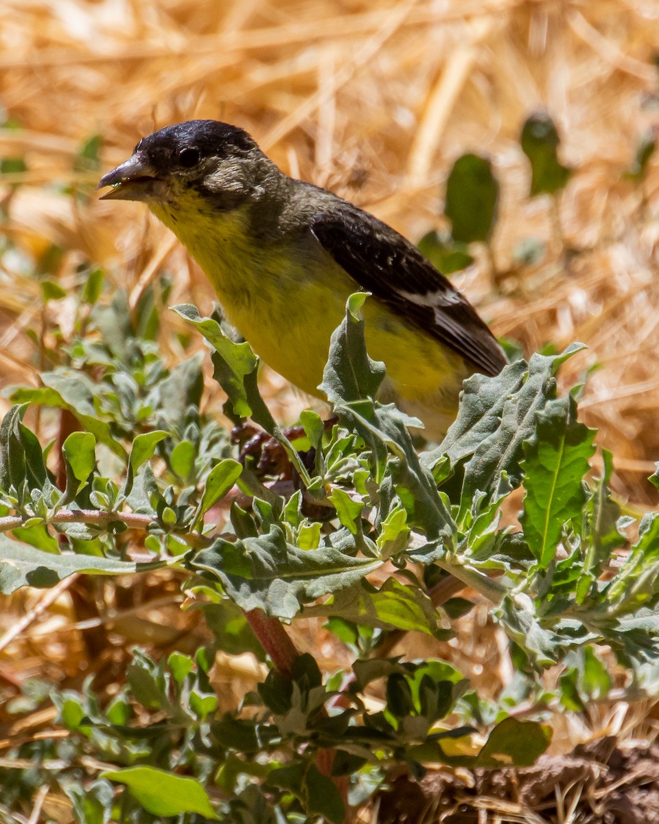 Lesser Goldfinch - ML586096901