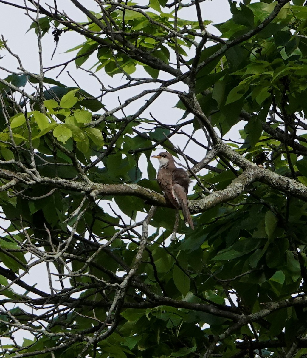 Yellow-billed Cuckoo - ML586097181