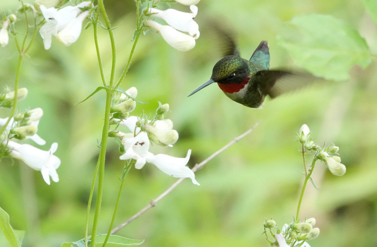 Colibri à gorge rubis - ML586097531