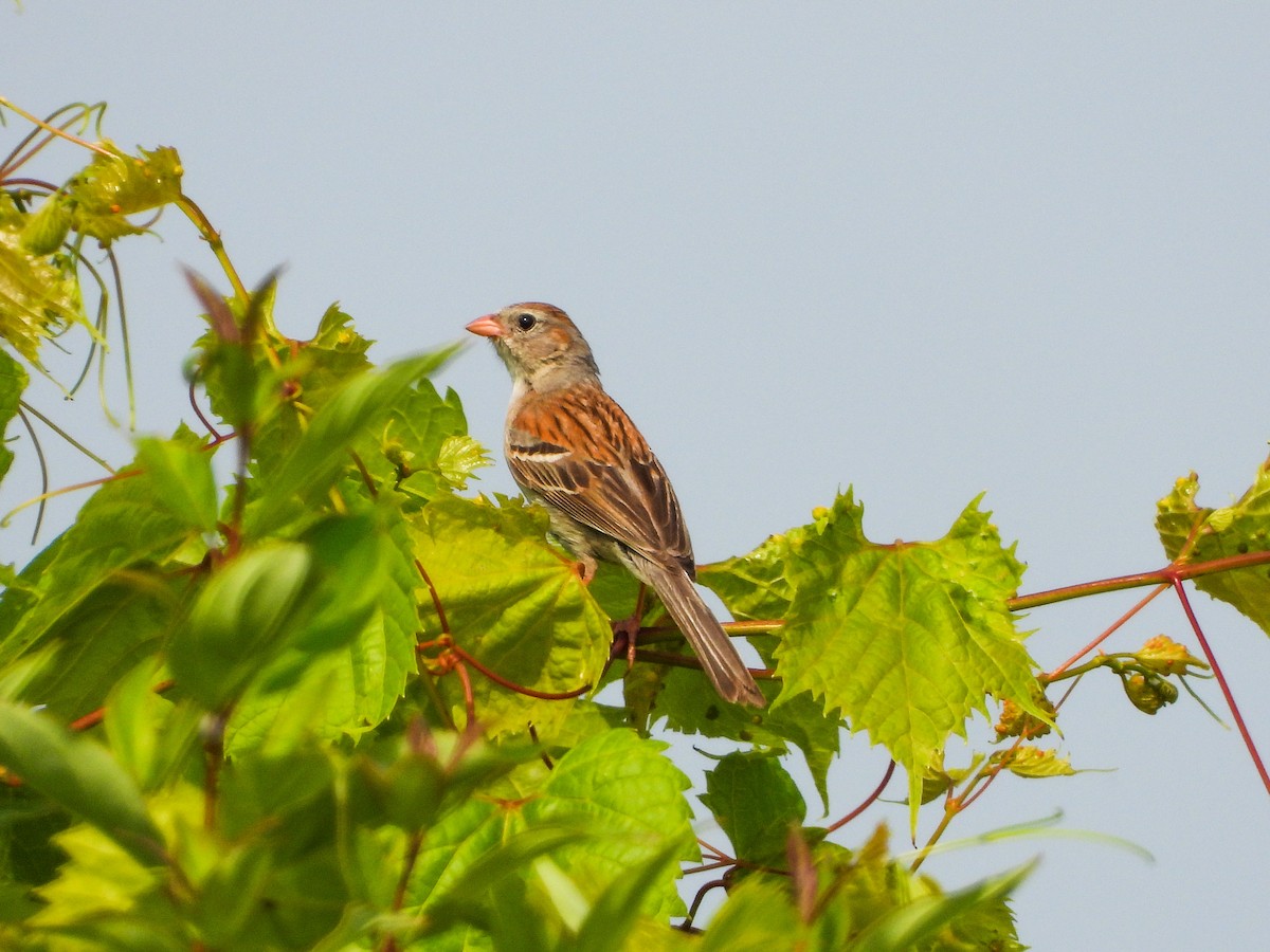 Field Sparrow - ML586099131