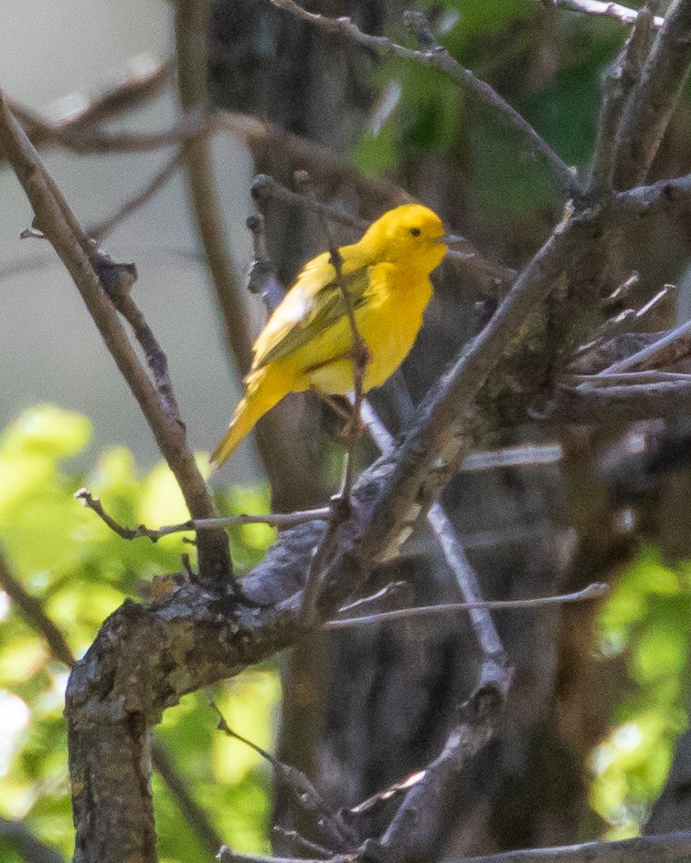 Yellow Warbler - Chris Tosdevin