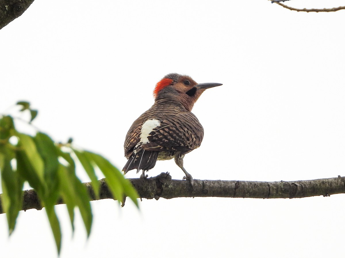 Northern Flicker - ML586100321