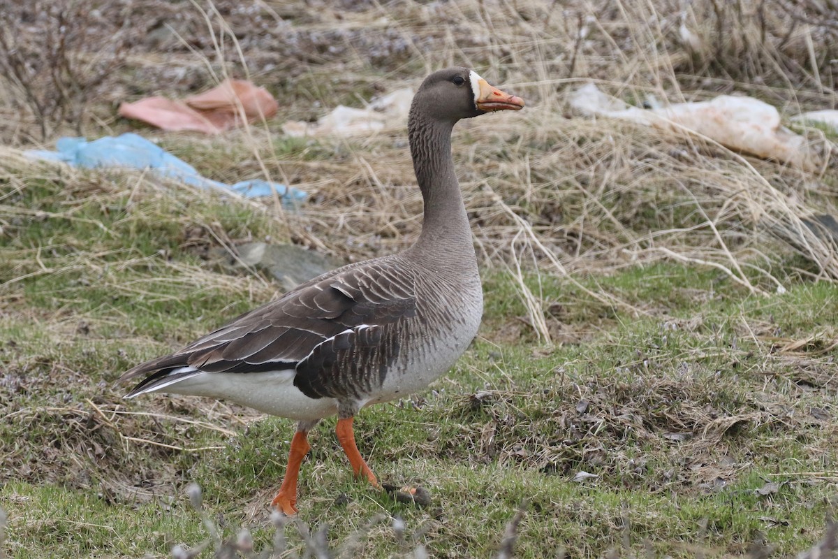Greater White-fronted Goose - ML586100341
