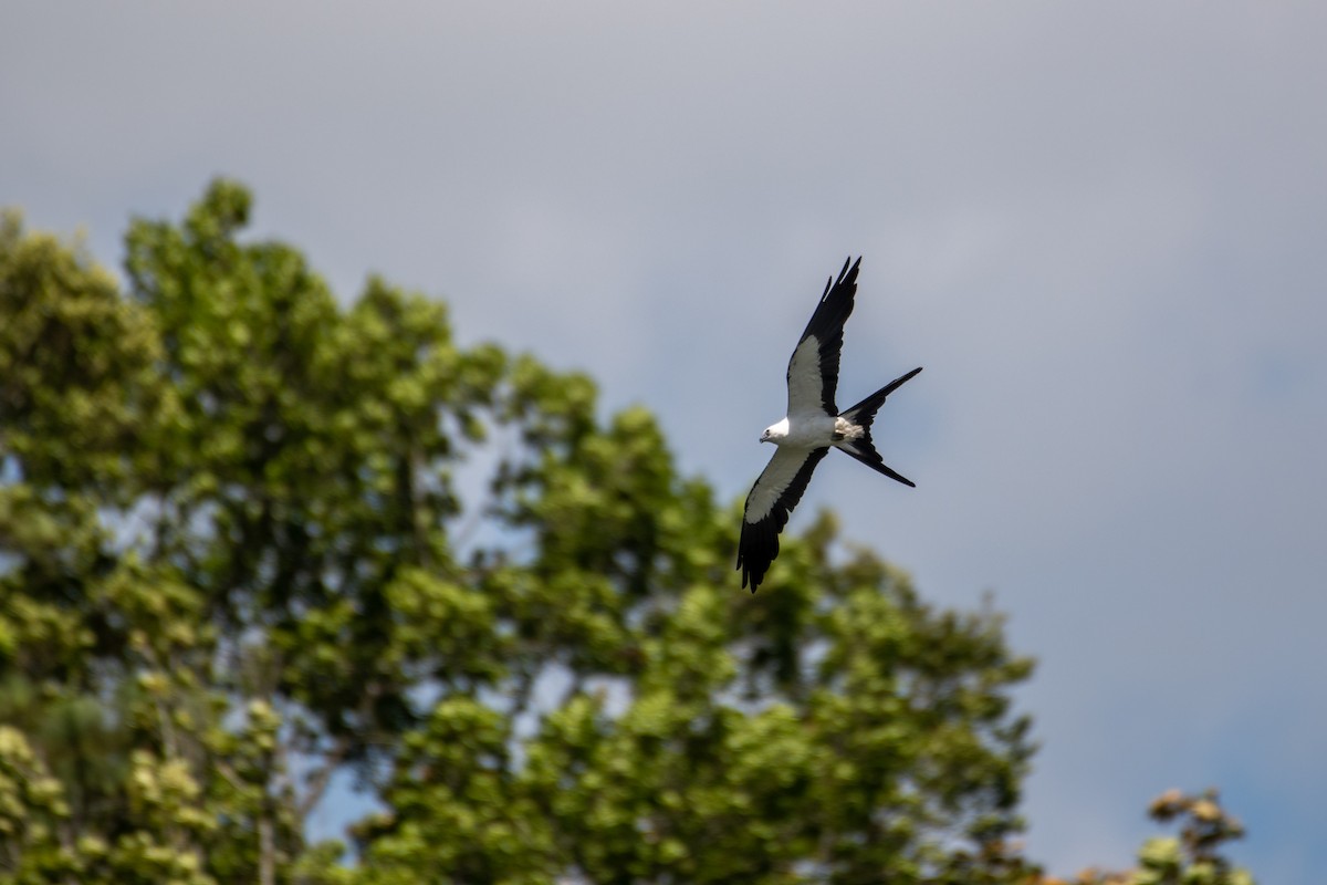 Swallow-tailed Kite - ML586100671