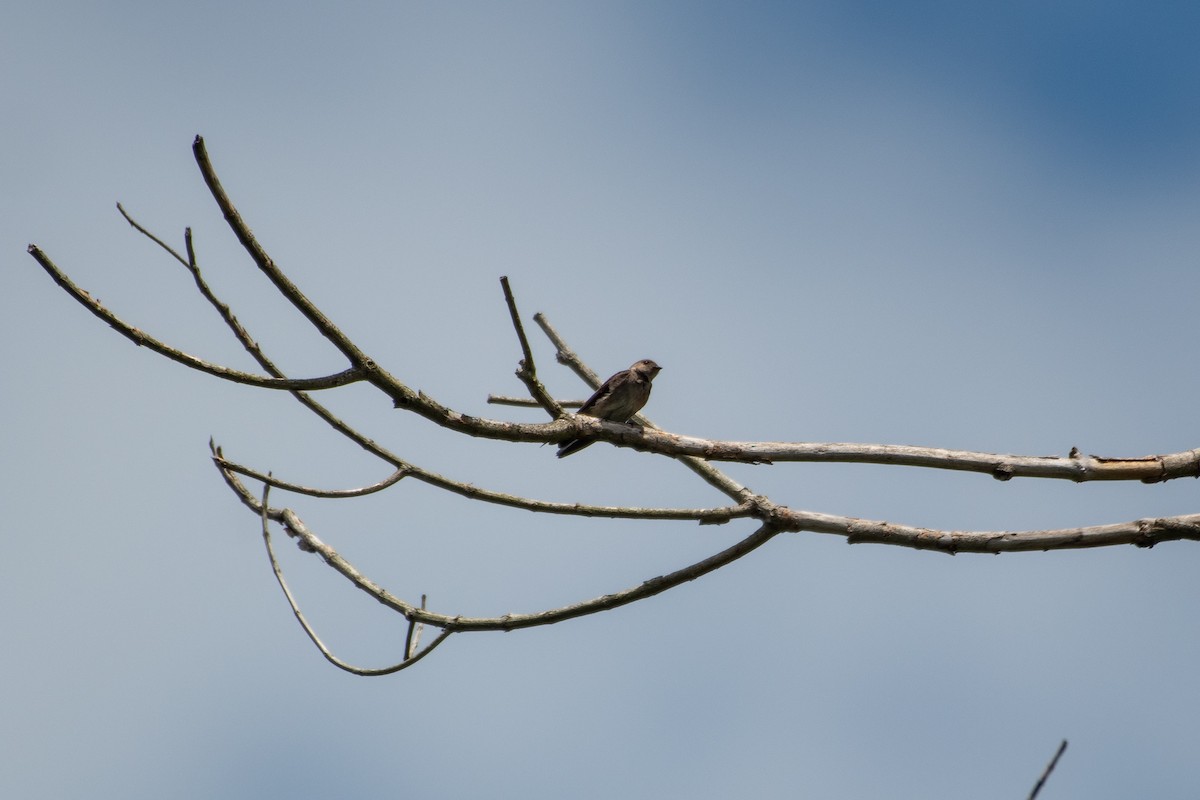 Northern Rough-winged Swallow - ML586100691