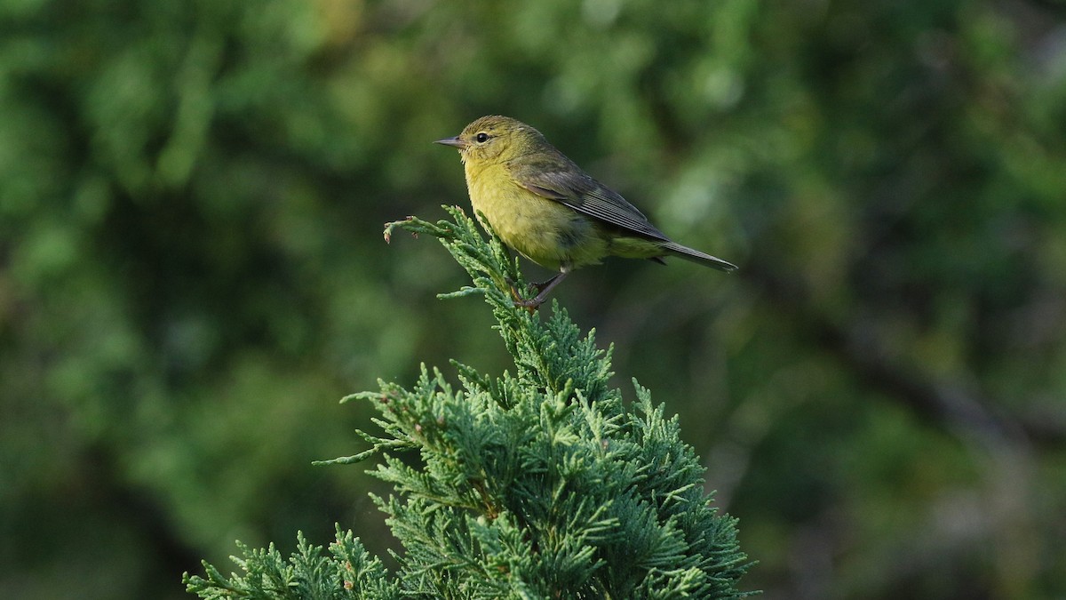 Orange-crowned Warbler - ML586101001