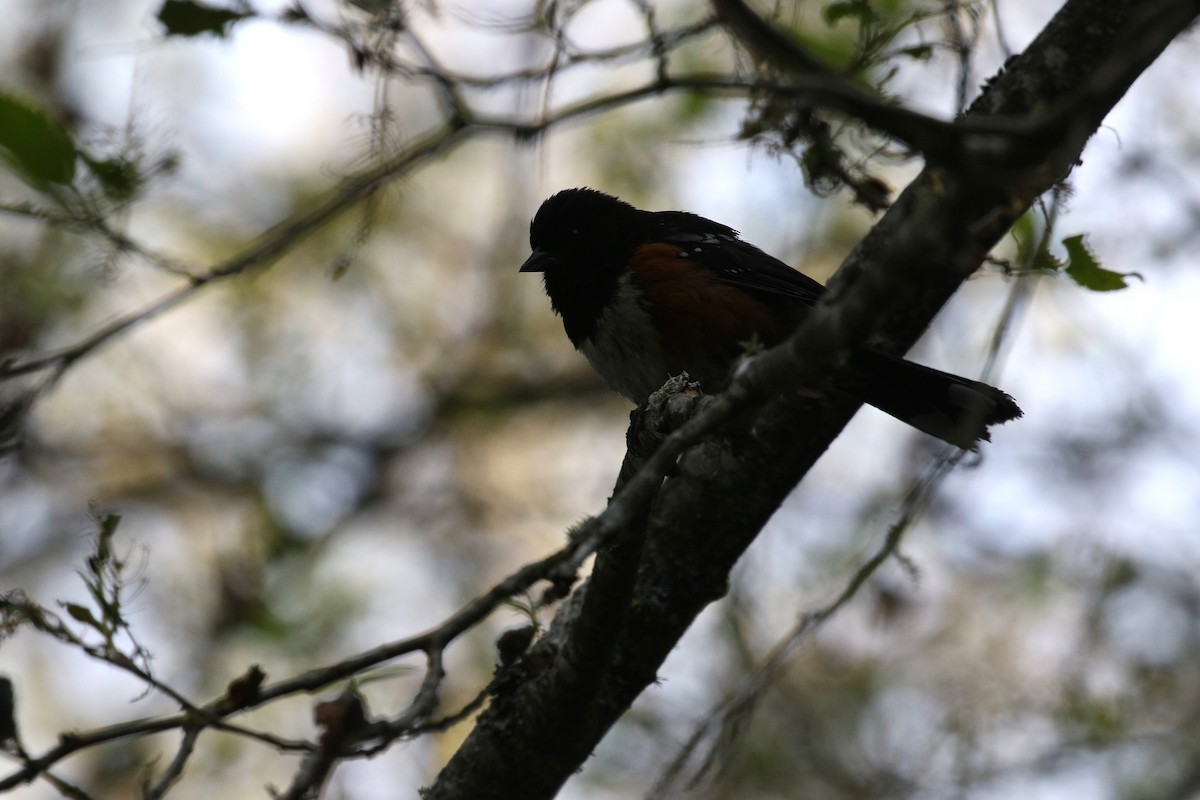 Spotted Towhee - ML586101171