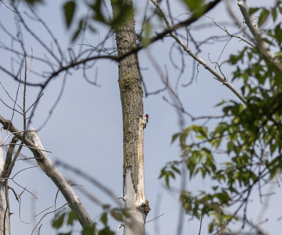 Red-headed Woodpecker - ML586101181