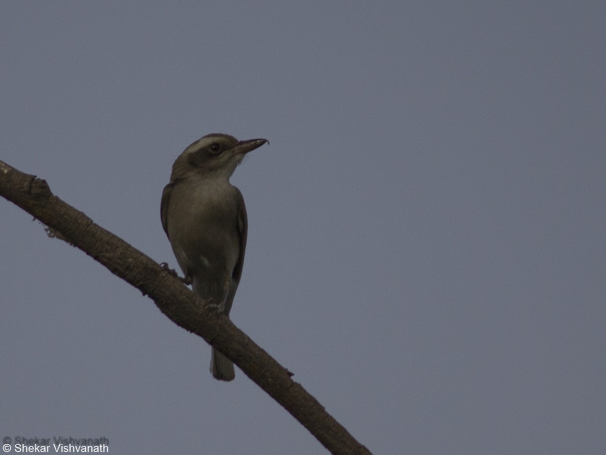 Common Woodshrike - ML58610291