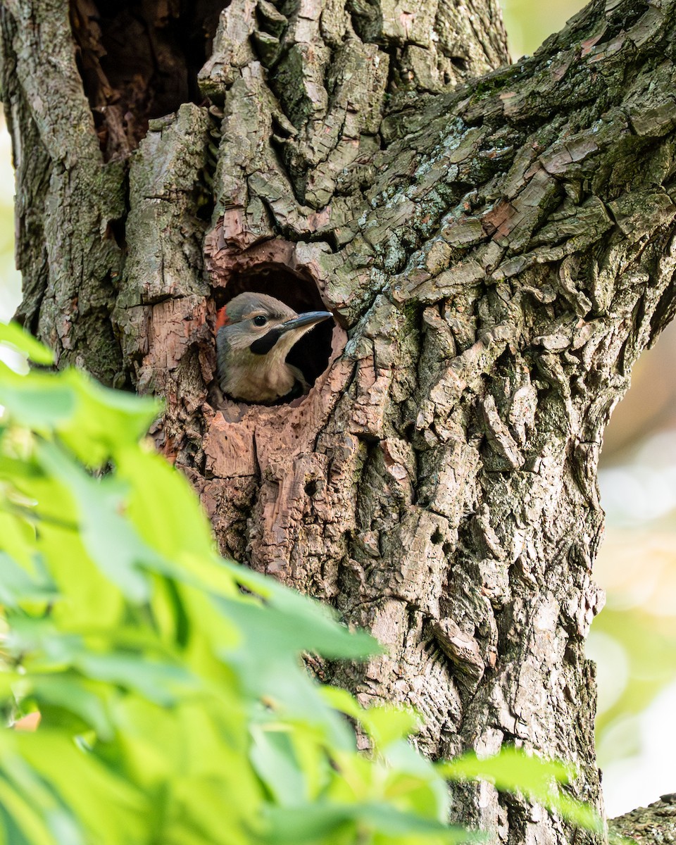 Northern Flicker - Peter Rosario