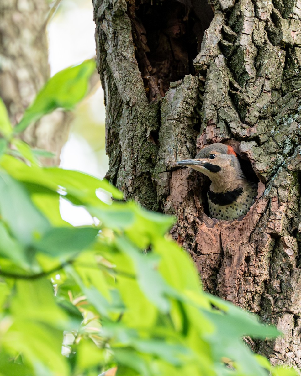 Northern Flicker - ML586103031